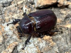 画像2: バラタスサスマタサイカブト エチオピア 産 ペア（累代CB ♂Free mm 2026/3 ♀Free mm 2026/3） (2)