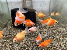 画像2: 国産ピンポンパール（山口県産）±4cm (2)