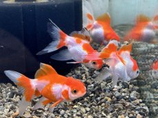 画像2: 更紗オランダ（弥富産）±5cm (2)