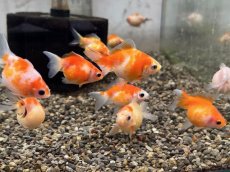 画像1: 国産ピンポンパール（山口県産）±4cm (1)