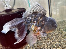 画像2: ローズテールキャリコオランダ（中国産）XXL ±19cm (3) (2)