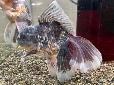 画像1: ローズテールキャリコオランダ（中国産）XXL ±19cm (3) (1)