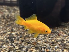 画像2: キラキラ（太田養魚場産）  ±4cm (2)