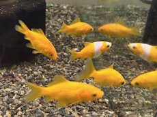 画像1: キラキラ（太田養魚場産）  ±4cm (1)