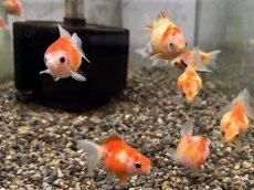 画像3: 国産ピンポンパール（山口県産）±4cm (3)