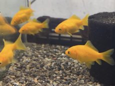 画像4: キラキラ（太田養魚場産）  ±4cm (4)