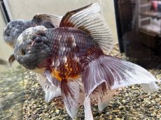 画像1: ローズテールキャリコオランダ（中国産）XXL ±19cm (2) (1)