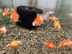 画像4: 国産ピンポンパール（山口県産）±4cm (4)