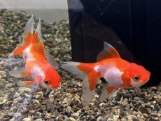 画像1: 更紗オランダ（弥富産）±5cm (1)