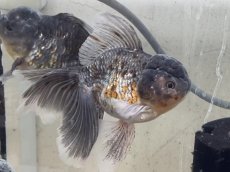 画像2: ローズテールキャリコオランダ（中国産）XXL ±17cm (1) (2)