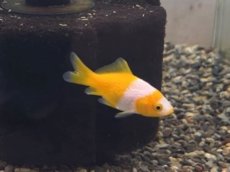 画像3: キラキラ（太田養魚場産）  ±4cm (3)