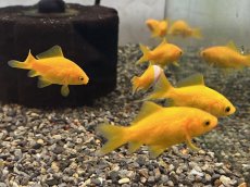 画像5: キラキラ（太田養魚場産）  ±4cm (5)