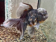 画像2: ローズテールキャリコオランダ（中国産）XXL ±19cm (2) (2)