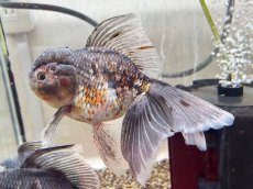 画像1: ローズテールキャリコオランダ（中国産）XXL ±17cm (1) (1)