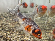 画像1: 変わり朱文金（東川養魚場産）±6cm (1)