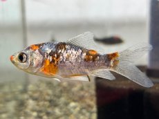 画像4: 変わり朱文金（東川養魚場産）±6cm (4)