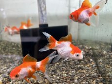 画像4: 更紗オランダ（弥富産）±5cm (4)