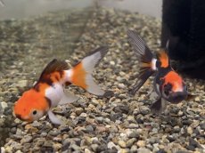 画像1: オランダ ※変わり柄（弥富産）±5cm (1)