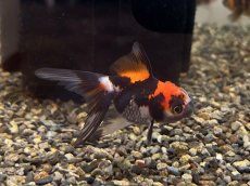 画像2: オランダ ※変わり柄（弥富産）±5cm (2)