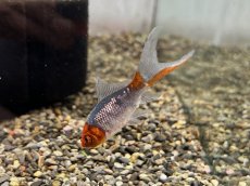 画像3: 変わり朱文金（東川養魚場産）±6cm (3)