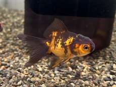 画像4: オランダ ※変わり柄（弥富産）±5cm (4)