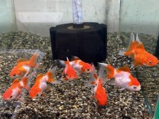 画像3: 更紗オランダ（弥富産）±5cm (3)