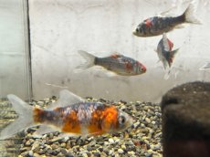 画像2: 変わり朱文金（東川養魚場産）±6cm (2)