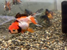 画像3: オランダ ※変わり柄（弥富産）±5cm (3)