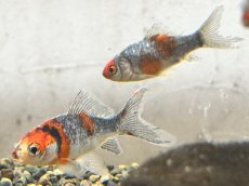 画像5: 変わり朱文金（東川養魚場産）±6cm (5)