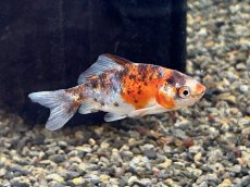 画像4: キャリコ三尾和金（東川養魚場産）±5cm (4)