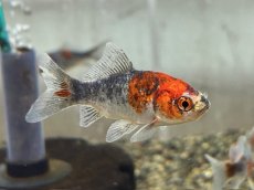 画像6: 変わり朱文金（東川養魚場産）±6cm (6)