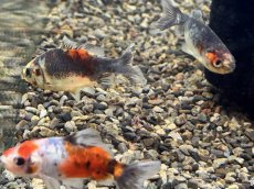 画像3: キャリコ三尾和金（東川養魚場産）±5cm (3)