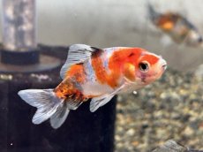 画像1: キャリコ三尾和金（東川養魚場産）±5cm (1)