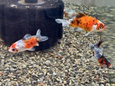 画像2: キャリコ三尾和金（東川養魚場産）±5cm (2)