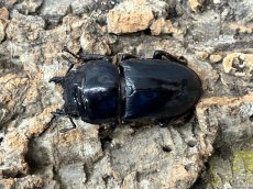 画像4: パラワンオオヒラタ　パラワン島ブルックスポイント産　ペア（累代CB♂97mm 2026/2月♀Free mm 2025/10月羽化) (4)