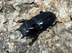 画像3: ツシマヒラタクワガタ　長崎県 対馬市産　ペア（累代CB♂71mm 2026/3月♀Free mm 2026/2月羽化) (3)