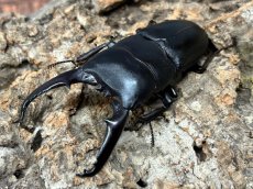 画像1: ツシマヒラタクワガタ　長崎県 対馬市産　ペア（累代CB♂71mm 2026/3月♀Free mm 2026/2月羽化) (1)