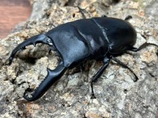 画像1: パラワンオオヒラタ　パラワン島ブルックスポイント産　ペア（累代CB♂97mm 2026/2月♀Free mm 2025/10月羽化) (1)