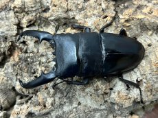 画像2: パラワンオオヒラタ　パラワン島ブルックスポイント産　ペア（累代CB♂97mm 2026/2月♀Free mm 2025/10月羽化) (2)