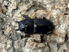 画像4: ツシマヒラタクワガタ　長崎県 対馬市産　ペア（累代CB♂71mm 2026/3月♀Free mm 2026/2月羽化) (4)