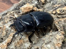 画像3: パラワンオオヒラタ　パラワン島ブルックスポイント産　ペア（累代CB♂97mm 2026/2月♀Free mm 2025/10月羽化) (3)