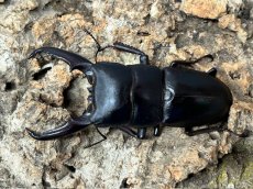 画像2: ツシマヒラタクワガタ　長崎県 対馬市産　ペア（累代CB♂71mm 2026/3月♀Free mm 2026/2月羽化) (2)