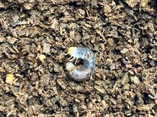 画像1: メタリフェルホソアカ (亜種finae)幼虫　インドネシア・ペレン島産（累代CB　2026/2月割出し） (1)