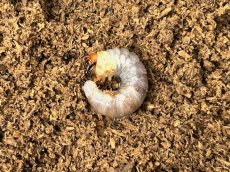 画像1: ニジイロクワガタ幼虫 　クイーンズランド産（累代CB　2026/2月 割出し） (1)