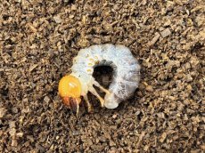 画像1: メンガタメリークワガタ 幼虫  カメルーン産（累代CB　2026/2月割出し） (1)