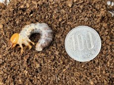 画像2: メンガタメリークワガタ 幼虫  カメルーン産（累代CB　2026/2月割出し） (2)