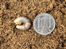 画像2: ニジイロクワガタ幼虫 　クイーンズランド産（累代CB　2026/2月 割出し） (2)