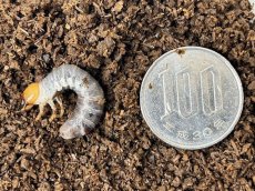 画像2: シェンクリングオオクワガタ 幼虫  台湾 南投縣合望山産（累代CB　2026/2月割出し） (2)