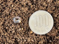 画像2: メタリフェルホソアカ (亜種finae)幼虫　インドネシア・ペレン島産（累代CB　2026/2月割出し） (2)