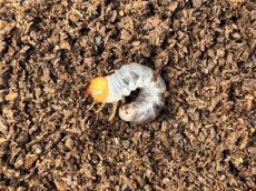 画像1: シェンクリングオオクワガタ 幼虫  台湾 南投縣合望山産（累代CB　2026/2月割出し） (1)